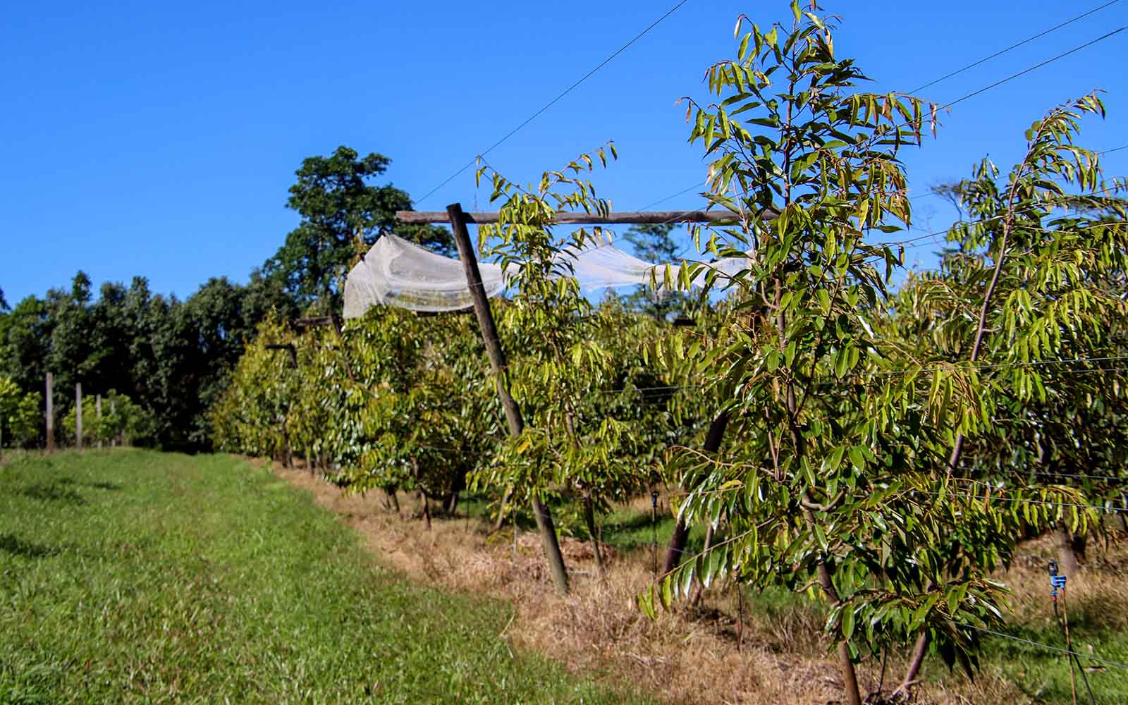 Fruit Forest Farm Cyclone Preparation Growing Country